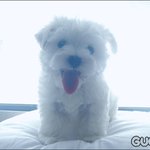 <b>구찌</b>