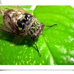 곤충에 신비 <b>매미</b>임돠..