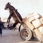 인간 만이 <b>착취</b>당하는 것은 아니다.