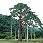 정2품송-<b>보은</b>