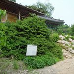 <b>천연</b>기념물 380호 - 마이산 줄사철나무 군락지