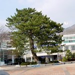 천연기념물 430호 - 해남 성내리 <b>수성</b>송