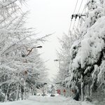동해의 <b>폭설</b>