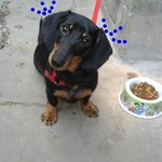 우리집 <b>개구쟁이</b> "똘이"