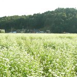<b>메밀</b>.......
