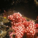 독도-under the <b>sea</b>~~~[15]