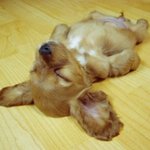 강아지 <b>시체</b>놀이