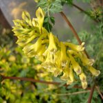 <b>염주</b>괴불주머니꽃