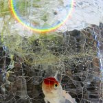 네 무지개<b>빛</b> <b>꿈</b>을 펼쳐라