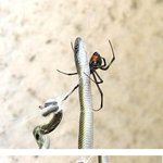 스파이더 이즈 킹! 그 누가 <b>대적</b>하리..
