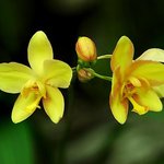 <b>yellow</b> memories!