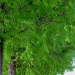 바람 한점에 살강살강 거리는 삼나무 그늘아래 <b>쉬러</b>오세요 ^^