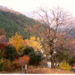 <b>안양</b>산 자연휴양림의 가을정경