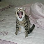 갈기없는 <b>사자</b>당~!(물론 털색깔도 다르구.)