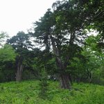 천연기념물 433호 - <b>정선</b> 두위봉 주목