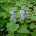 소백산에 핀 6월의 <b>꽃들</b> -2
