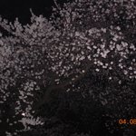 <b>밤</b>에 본 <b>벚꽃</b>...