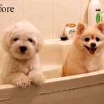[펌]강아지가 <b>목욕</b>을하면