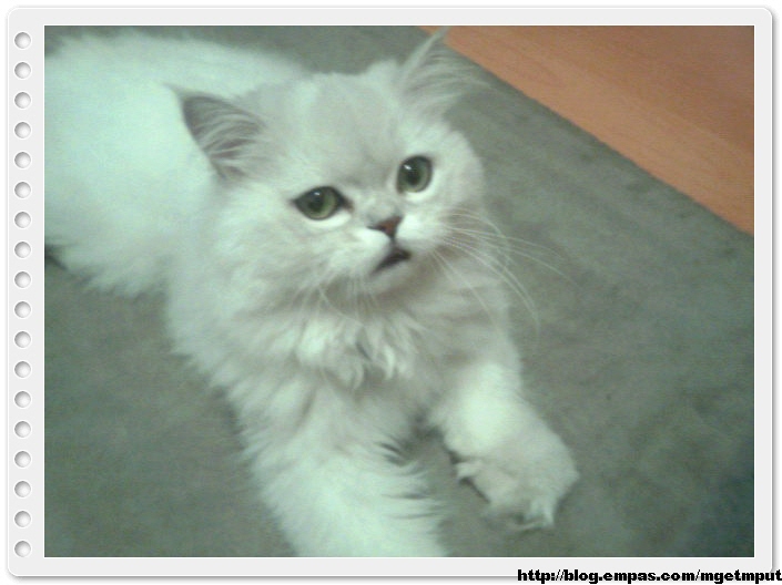 털 <b>복실</b>복실 페르시안 고양이...