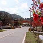 금산 <b>홍도</b>마을의 홍도화