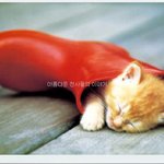 장<b>화신</b>은 고양이