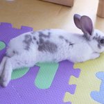 <b>울집</b> 토깽이~
