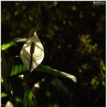 :: 스파티필룸 (spathiphyllum) ::