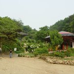 <b>천연</b>기념물 386호 - 진안 은수사 청실배나무