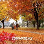 <b>평양</b>-단풍