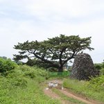 <b>천연</b>기념물 441호 - 제주 수산리 곰솔