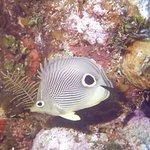 bahamas diving <b>pics</b> 20
