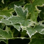 <b>green</b>... <b>green</b> (6)