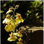 :: 온시디움 (oncidium) ::