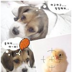 누피 닭으루 <b>변장</b>하다~오~놀라워라 (누피4탄)