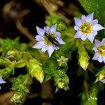 큰구슬<b>붕이</b>