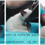 샴고양이 <b>졸음</b>운전 사건!