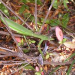 독사 잡아먹는 현장 사진