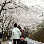 쌍계사가는 십리벚꽃길