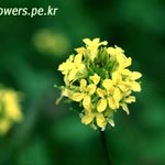 노랑<b>장대</b>