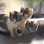 고양이 생활의 모든 것, '실시간 고양이' 인기
