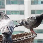 "쥐둘기·이둘기·닭둘기?" 우리시대 한 단면...