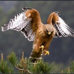 매의 화려한 <b>파워</b> 댄스 (8)