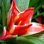 <b>튤립</b>