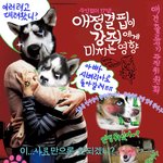 강아지도 애정<b>결핍</b>?!