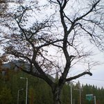 <b>고목</b>(古木)