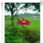 <b>계절</b>을 모르는 코스모스