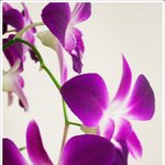 ╋.'... <b>보라빛</b> 난초 이야기