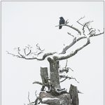 흑과 백의 <b>조화</b>