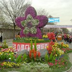 여의도 <b>벚꽃축제</b> 전경 -1