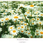 wonderful <b>days</b>